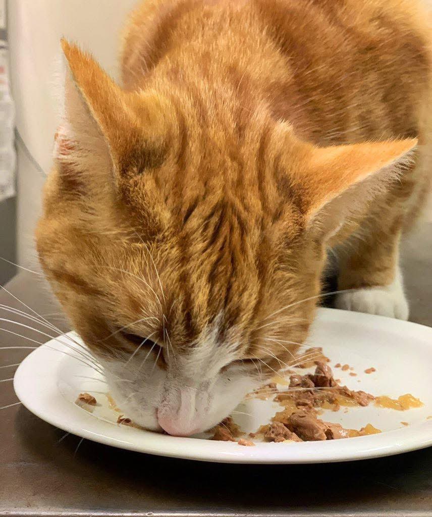 TheStourbridge's tweet image. Don’t you just hate it when they mix up a gravy silver pouch of happiness with a jelly one, thus not allowing you to slurp the gravy and then demand more after leaving the meat….

* I have a gravy belly that is making demands 🐈

I am gravy deprived

I is having a sad