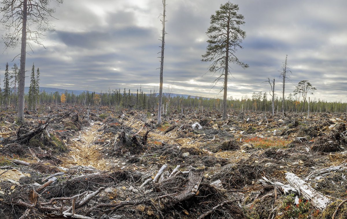 MLiimatainen's tweet image. Nk. kestävää suomalaista perhemetsätaloutta: erittäin uhanalaisen kalkkikäävän esiintymäpaikka Sallassa avohakattuna. Kaikki metsäyhtiöt kielsivät ostaneensa näitä puita, eli joku valehteli. Ei selkäranka riittänyt. Hakkaaja: Värriön yhteismetsä. Kuva:  Sanni Seppo