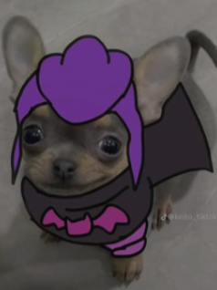 Malmsol's tweet photo. i... am... pe...pe..perrito! #perrito https://t.co/7UmmmDY2Q5