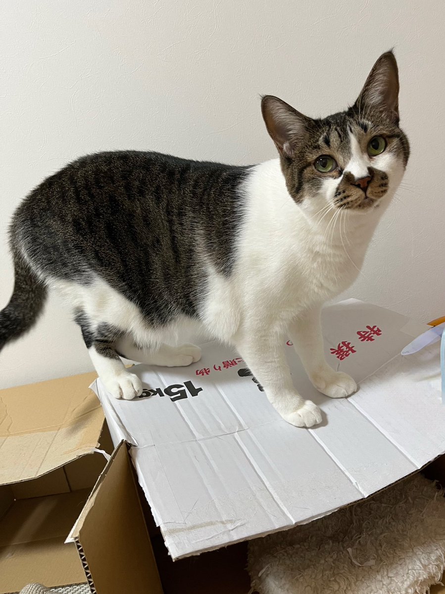 特撰　15kg
#ねこ #猫の顔に猫