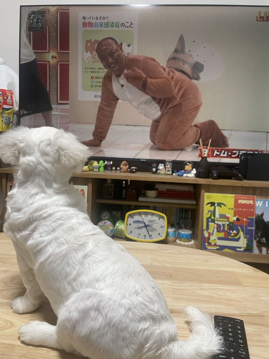 BANPEIYU_dog's tweet image. 寝てた犬が、おできのひできで飛び起きた
#キングオブコント