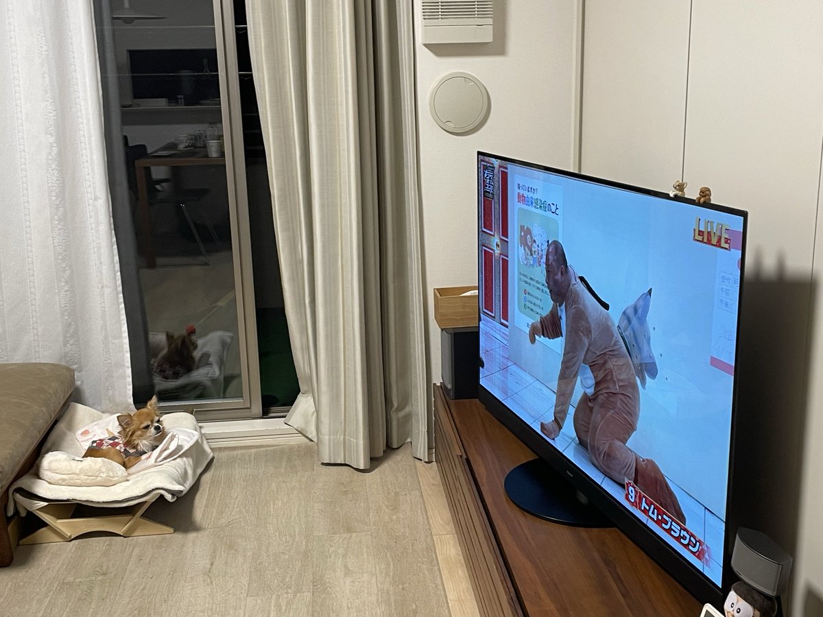 kazuire92's tweet image. #トムブラウン　さんのコント、愛犬が夢中で観てる

#キングオブコント　2025