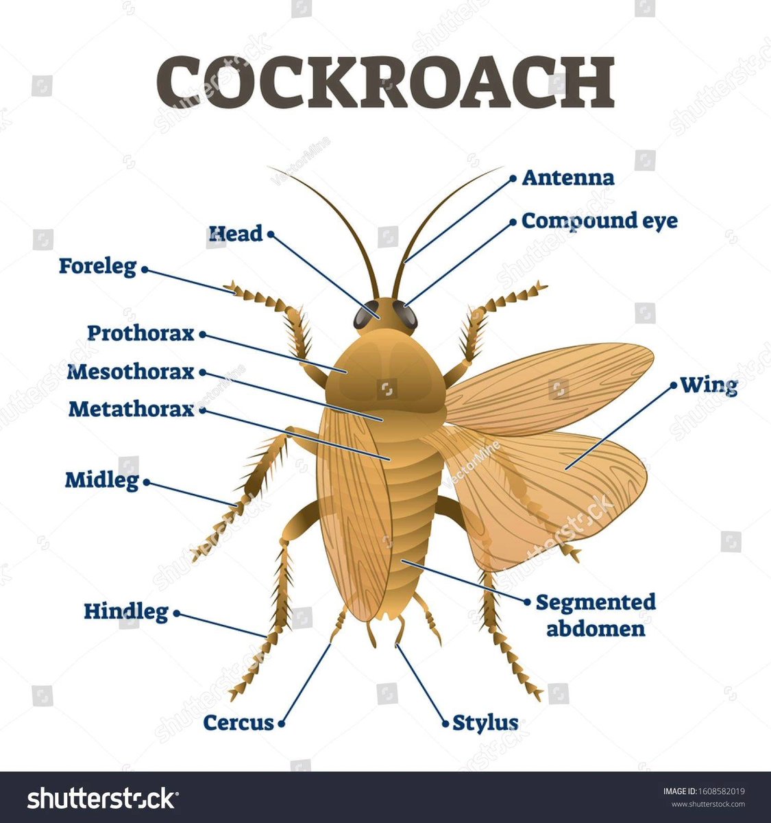 BizDiagram's tweet image. Parts Of A Cockroach -  chartdiagram.com/parts-of-a-coc… Parts Of A Cockroach: Parts of a cockroach include the head, thorax, and abdomen, with specialized structures like antennae, compound eyes, and wings for survival in various environments.