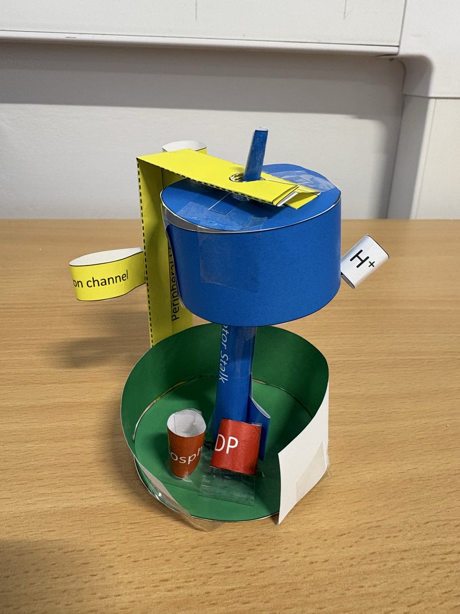 gavinmcstay2's tweet image. Time to talk mitochondria and test out the origami #mitochondria With @mymitomission. Thanks to the @LJMUPharmBioSci #biochemistry students who constructed the mitochondria and ATP synthase @OrigamiCells