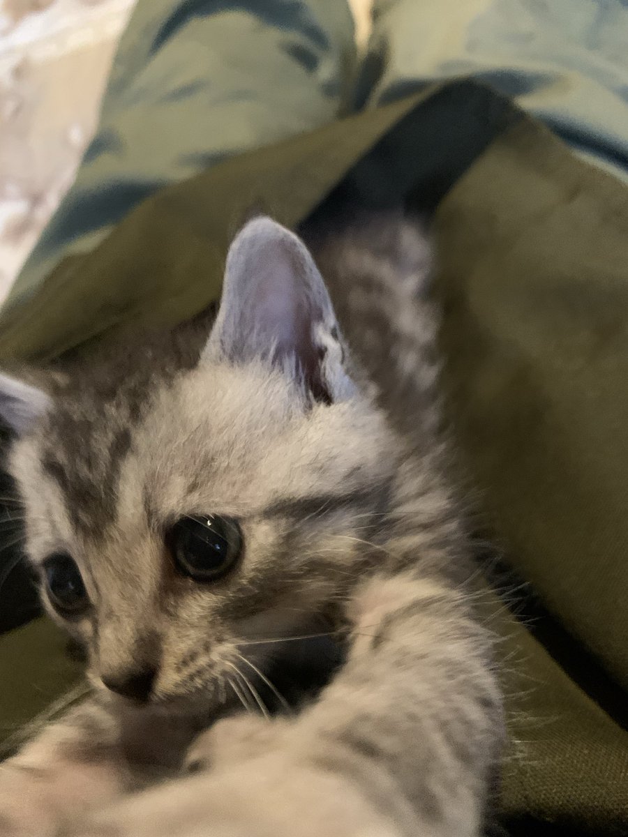 popoki222's tweet photo. こんばんはぽぽきとです。9月8日に保護した子猫がいます。ミルク飲みでしたがカリカリを食べ始めました。サバトラの女の子です。
体重も増えましたので里親様募集いたします。気になる方は
直接メールをくださいませ。

#ぽぽきと
#保護子猫里親募集 https://t.co/72w76ULSC1
