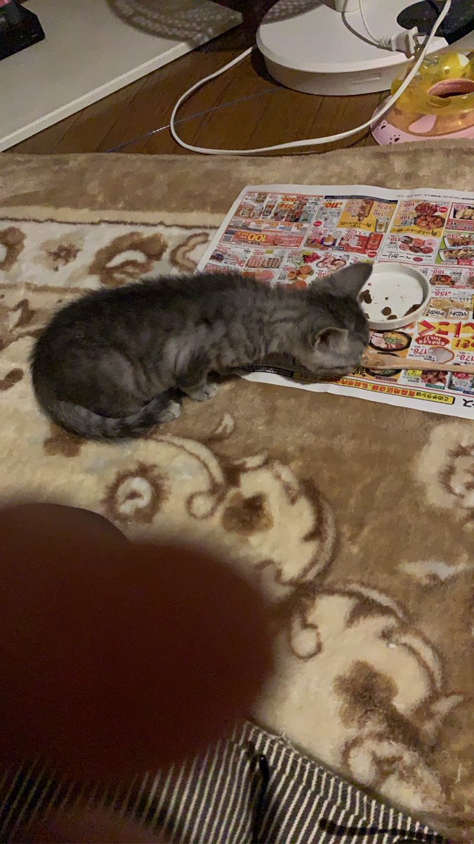 popoki222's tweet photo. こんばんはぽぽきとです。9月8日に保護した子猫がいます。ミルク飲みでしたがカリカリを食べ始めました。サバトラの女の子です。
体重も増えましたので里親様募集いたします。気になる方は
直接メールをくださいませ。

#ぽぽきと
#保護子猫里親募集 https://t.co/72w76ULSC1