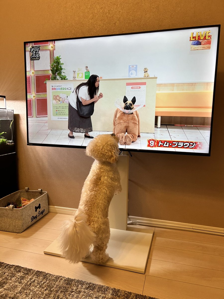 morico_design's tweet image. 犬が犬と認める演技力www
おしり嗅ぎに行ってたww
#トムブラウン　#キングオブコント