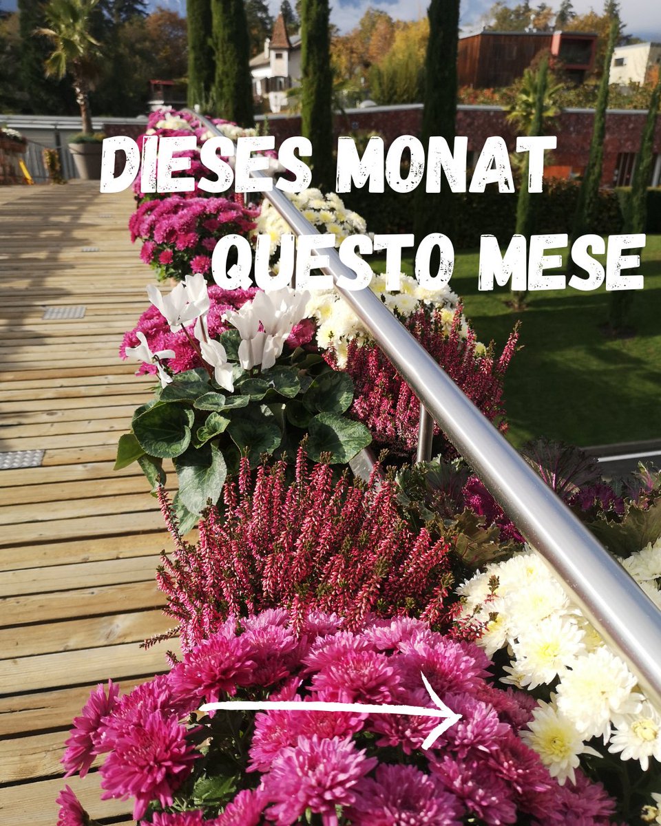 Touriseum's tweet image. Merken Sie sich die November - Termine in Ihrem Kalender vor!
Tutti gli appuntamenti del mese di novembre da segnarti in agenda!
 #touriseum #novembertermine #appuntamentinovembre  #vintage #vintagemarketmeran #vintagemarketmerano #vintagemarketmeran2025 #vintagemarketmerano2025