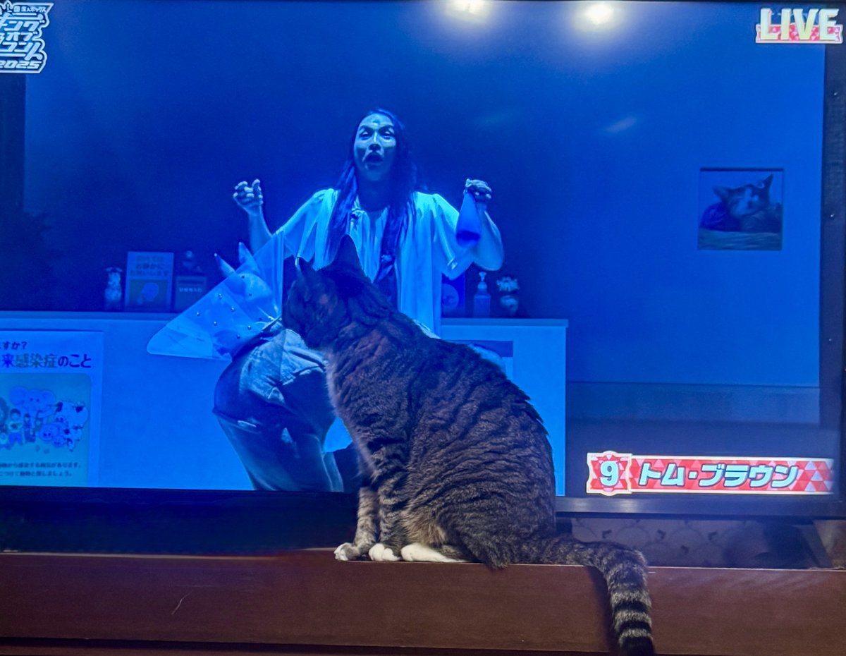 nyanxus's tweet image. 動物番組が好きな弊ネッコ、トムブラウンの犬のおできネタになってから急にガン見し始めた　みちおは動物判定された模様