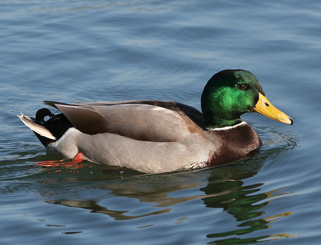 Bingöl'de ilk kez bir sulak alan (Adaklı Gölbaşı Gölü), DKMP G. Md.lüğünce koruma altına alındı. Bu gölde yaşam alanı bulan kuş türlerinden biri de Yeşilbaş. Ne yazık ki bu tür, yine DKMP tarafından avlanma izni verilen bir tür. Bu tür de koruma altına alınmalıdır.
<a href="/milliparklar/">Milli Parklar</a>