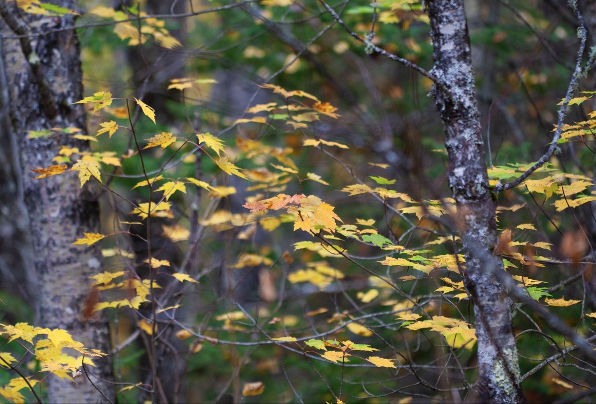 prairieguy2016's tweet photo. Getting lost in the Fall colors of Minnesota’s northern forests. #fallfoliage #fallcolors #fall #elymn #minnesota #wandering https://t.co/QuZbrTJb9V