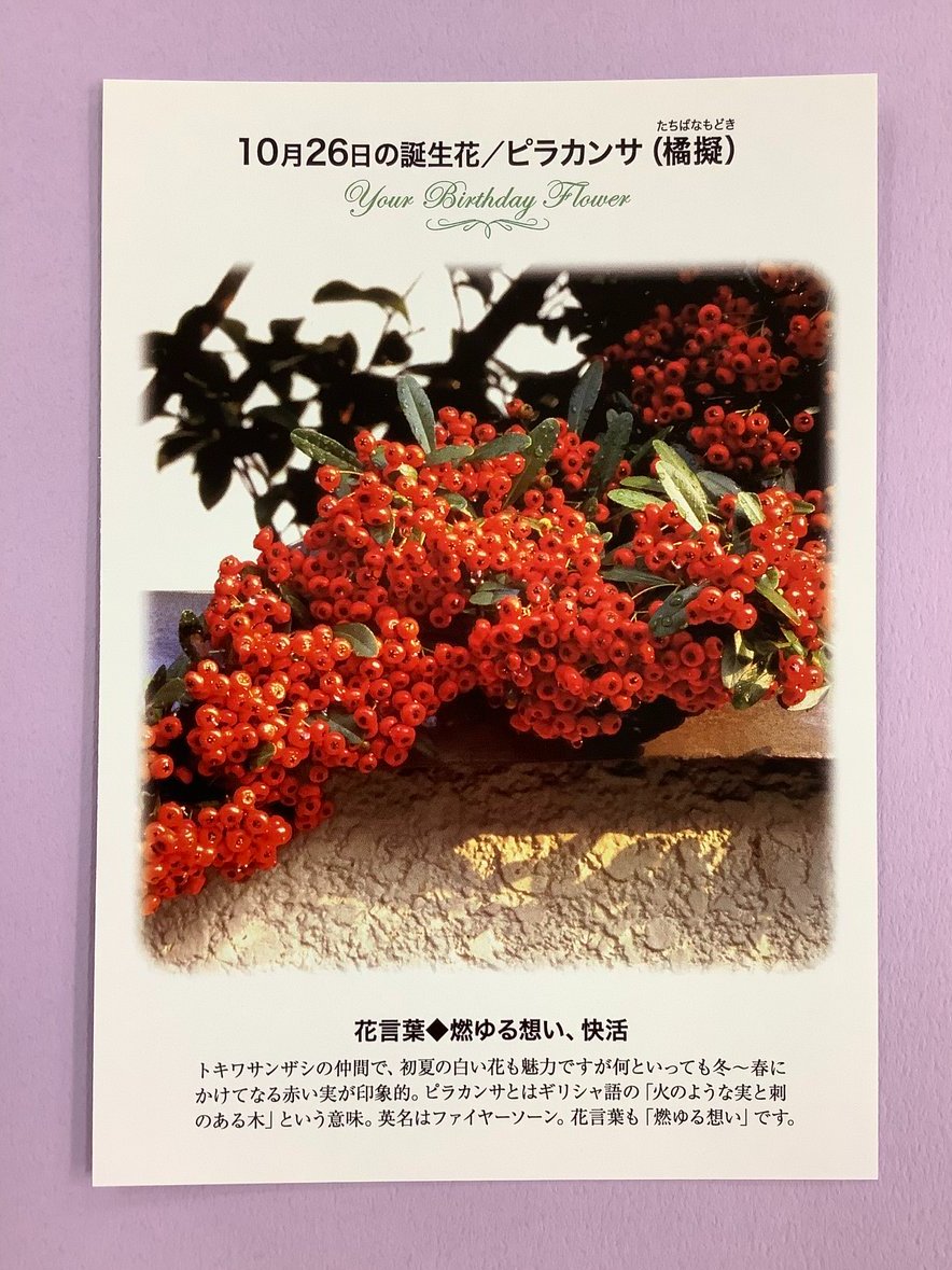 梅桃shop 紹介文 MC-YAMAZAKURA SP #18888 | Deviser ｜株式会社ディバイザー