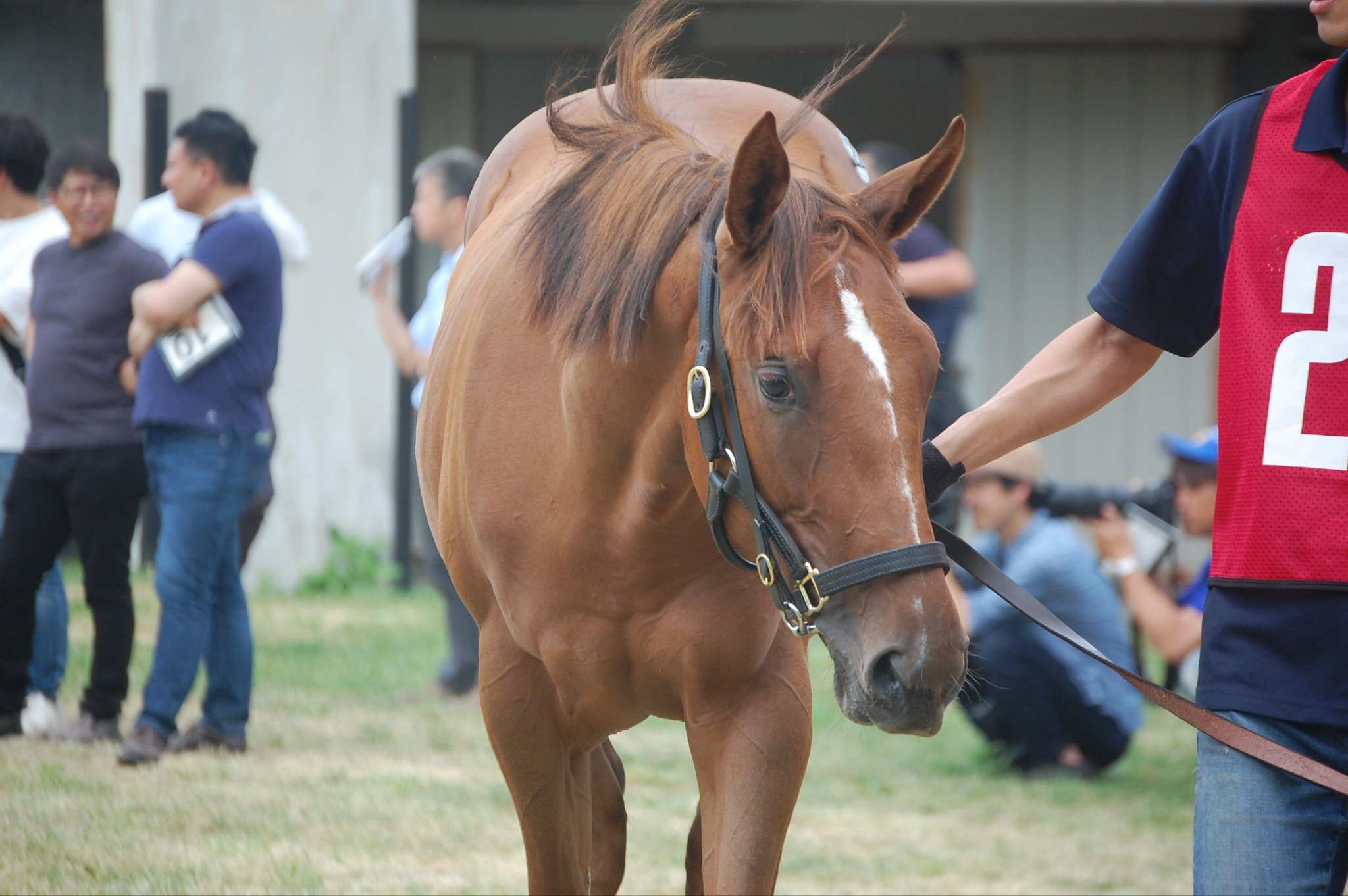 合う馬 ワールドファーム on X: 