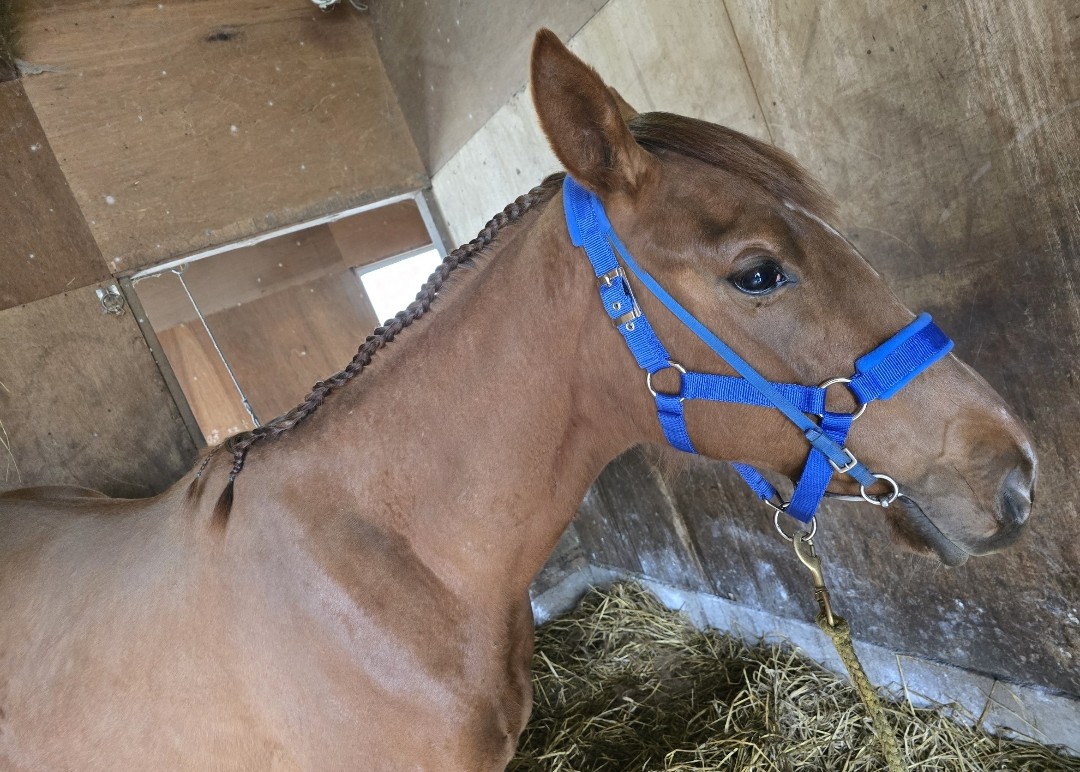 worldfarm01's tweet image. 【北海道オータムセール2025】
🐴 上場馬のご紹介 🐴
１０／１４(火)２日目
No.308 タイホウパーリオ 牝 3/19生
父 サリオス
体高 157cm
胸囲 180cm
管囲 20.0cm
どうかご縁がありますように✨
よろしくお願い致します🙇‍♀️
 #北海道オータムセール2025
 #タイホウパーリオ
 #サリオス産駒…