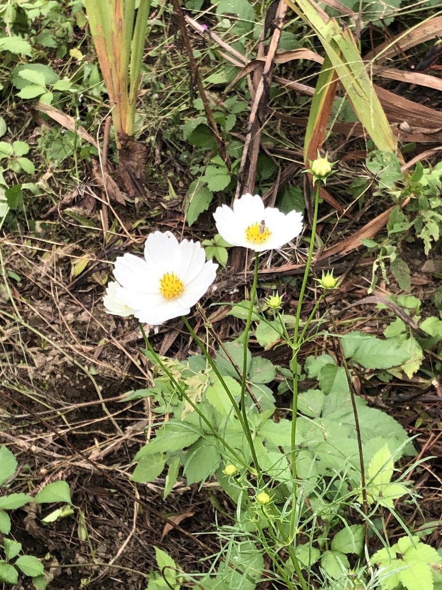 taiyouno_p's tweet image. #癒し
#花