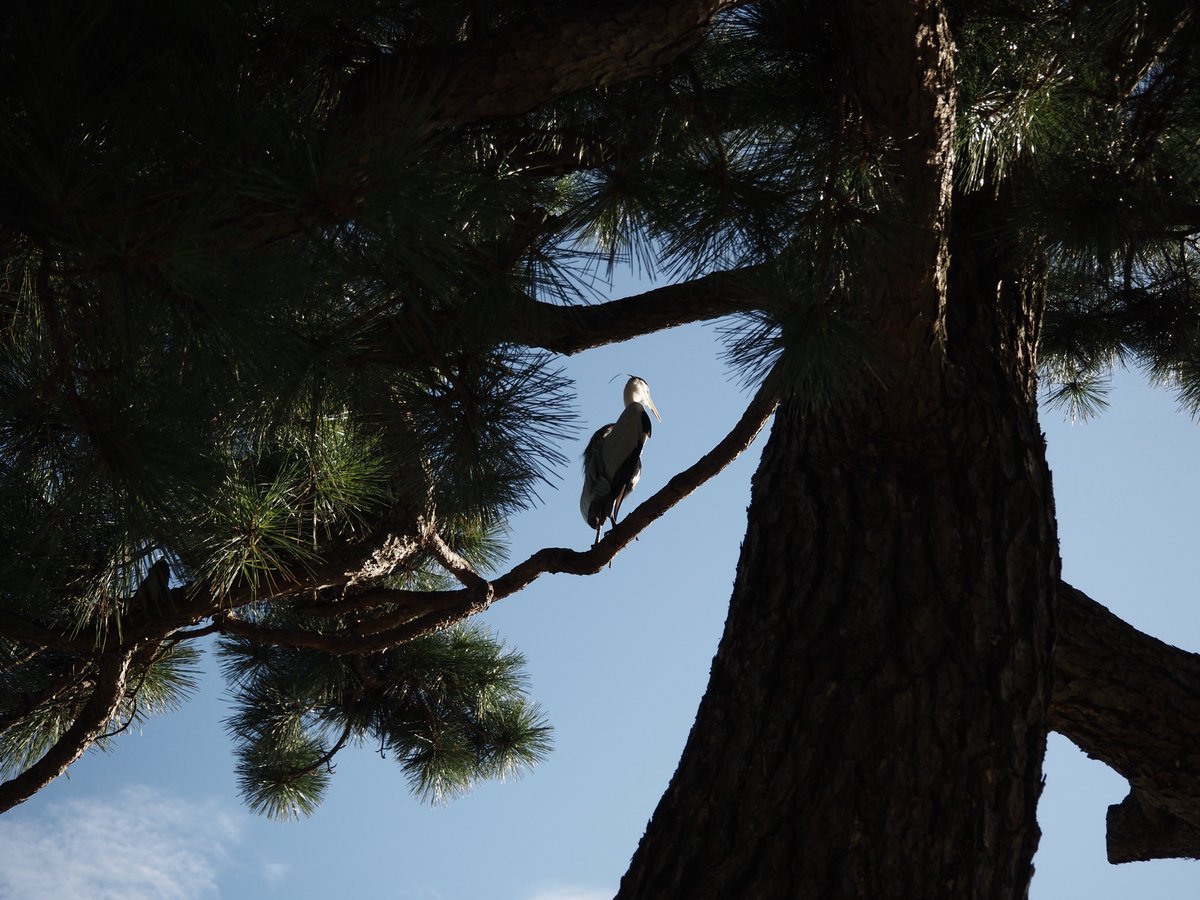 鴨川デルタの鷺