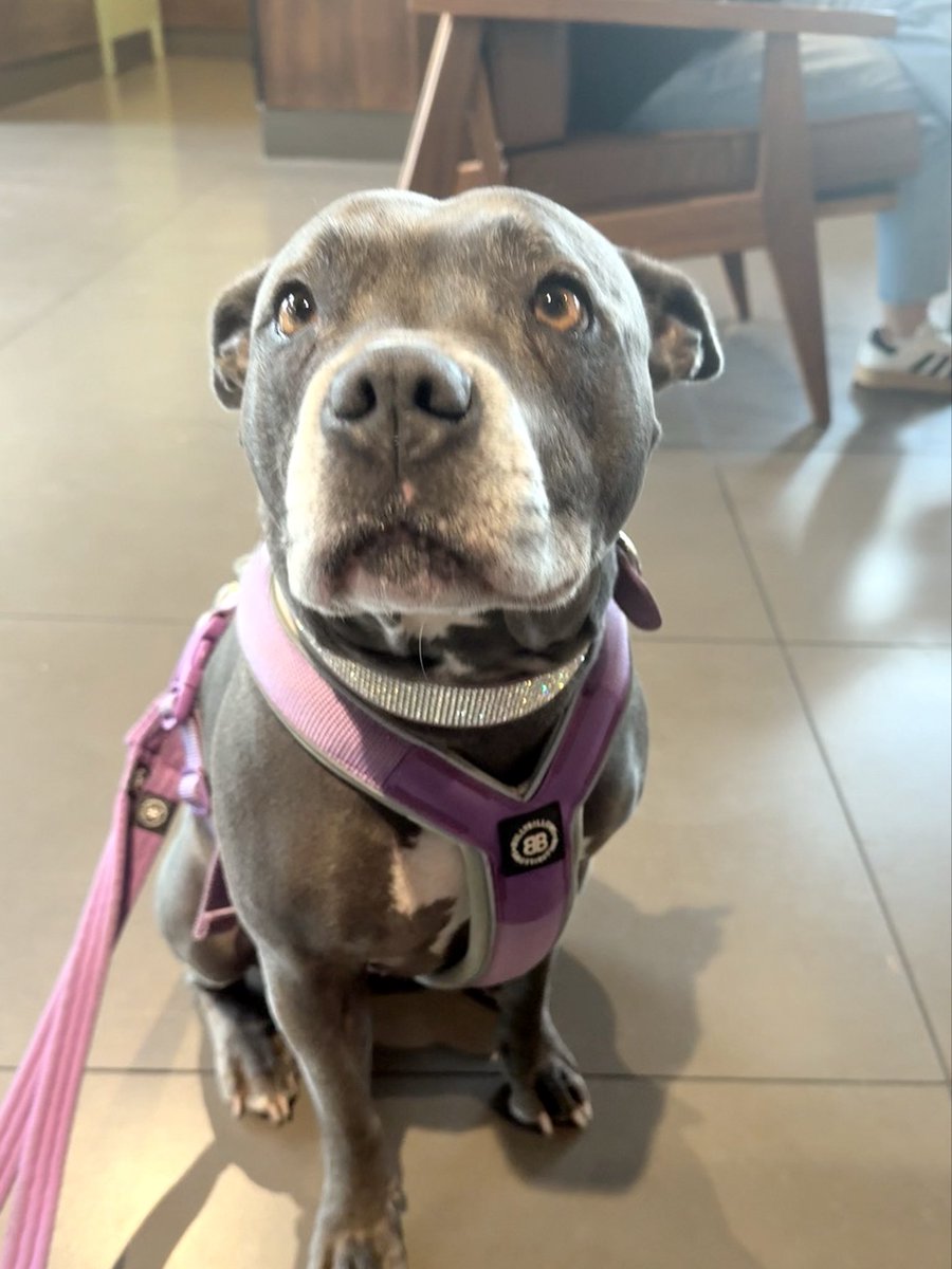 We are in Starbucks.  Read my mind Mum “pupcup pupcup pupcup” 💜💜 #IsaMary #CuteDogs