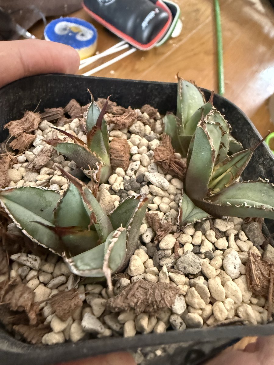 アガベの発根管理中(˙꒳˙)