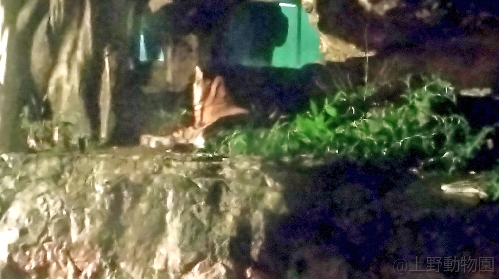 BaK_ao52's tweet image. たぶんマニスだと思うんだけど…
　
#上野動物園
#秋の夜の動物園2025
#スマトラトラ🐯