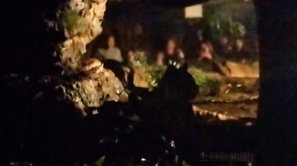 BaK_ao52's tweet image. たぶんマニスだと思うんだけど…
　
#上野動物園
#秋の夜の動物園2025
#スマトラトラ🐯