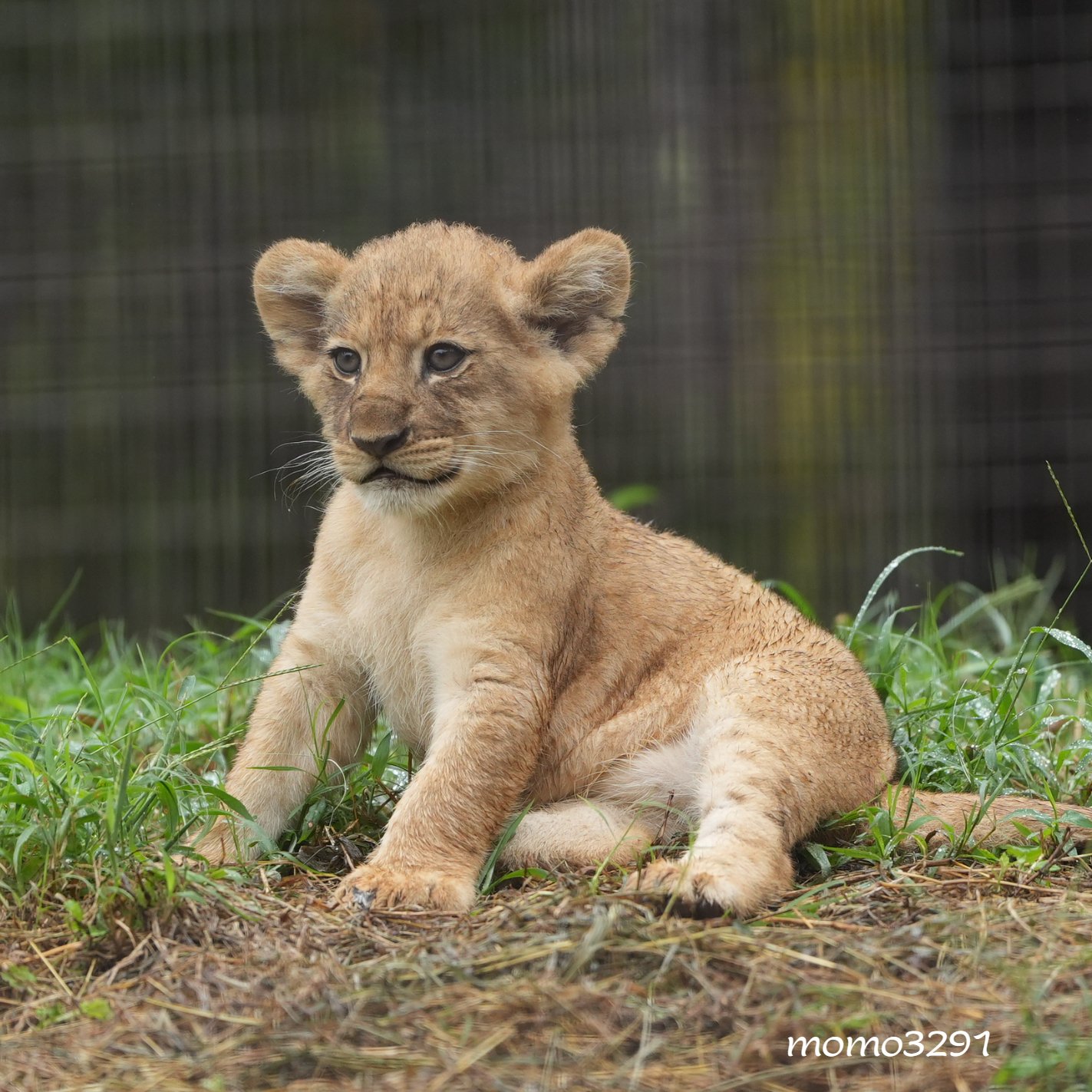 もも♡すけ on X: 