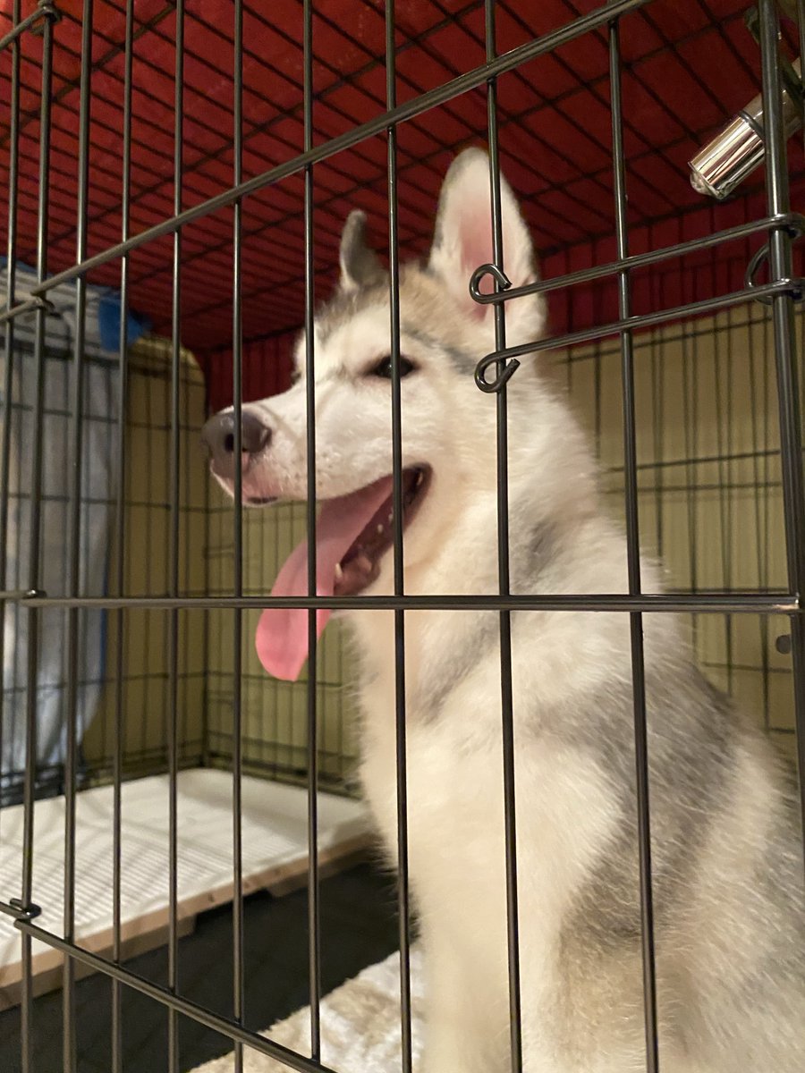 Loxy_husky's tweet photo. ロキシーが我が家に来て丁度1年になりました！
色んなことがありましたが、これからのロキシーの生活がもっと楽しいものになるように頑張ります♡ https://t.co/wnFZOVaayE