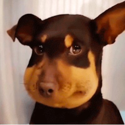 <a href="/beedog_bsc/">蜜蜂狗 Beedog</a> finally found his home on BSC.  Beedog is a story about empathy for the vulnerable.  It began on Solana and established a diamond community, but recently migrated to BSC and is flourishing.  Beedog is a popular meme in China.  x.com/icednocap/stat…