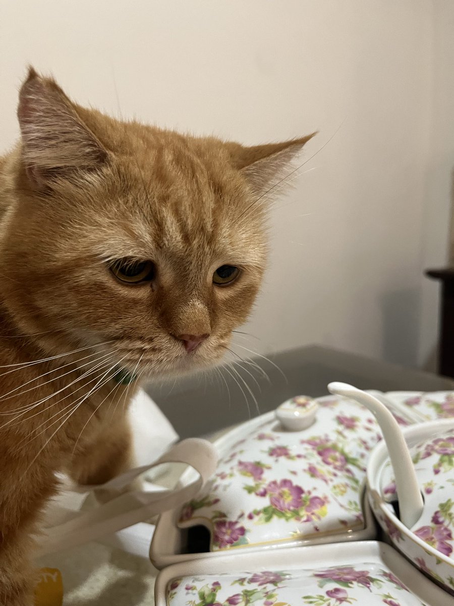 Adung & Imut 🐈 tweet media