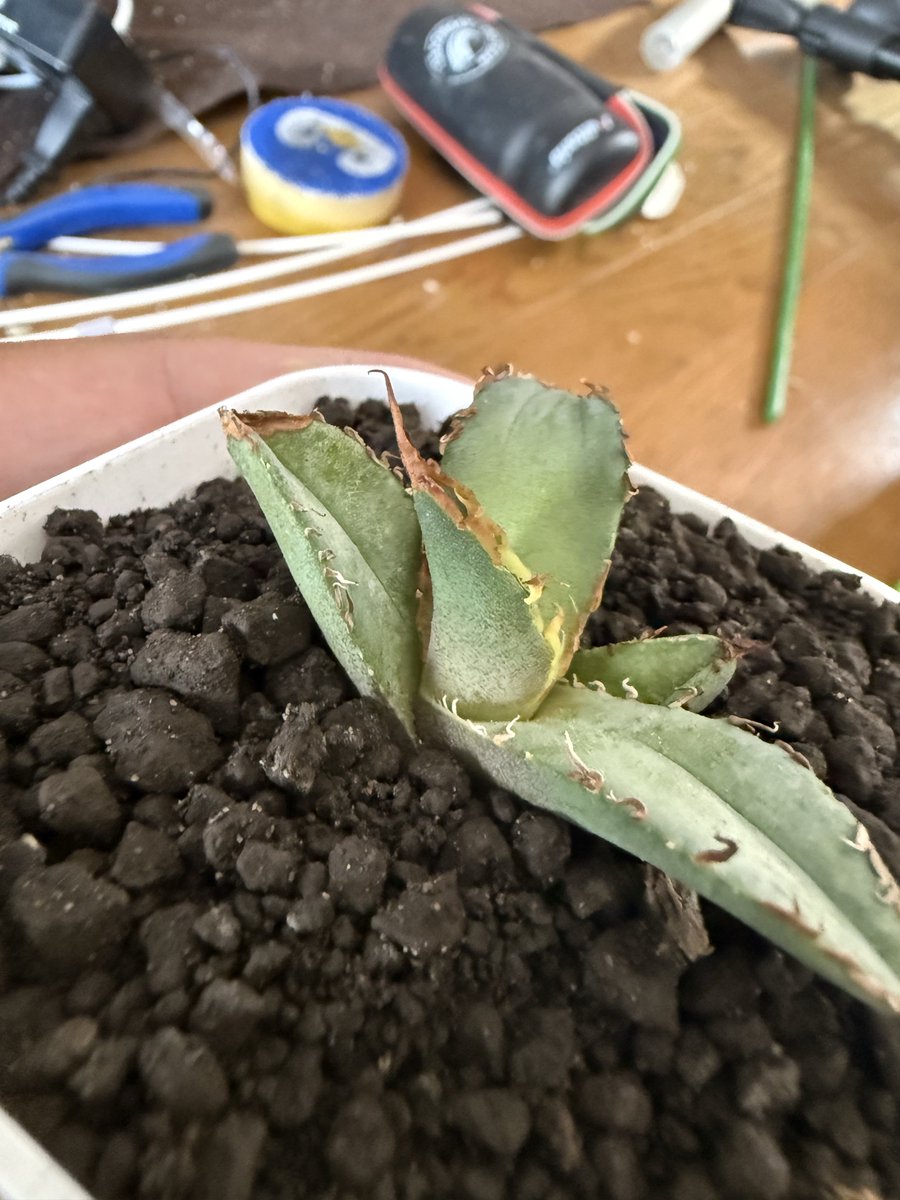 こいつは発根済み！
我が家のオリジナルブレンドの土で植え付けて屋外でしばらく放置です