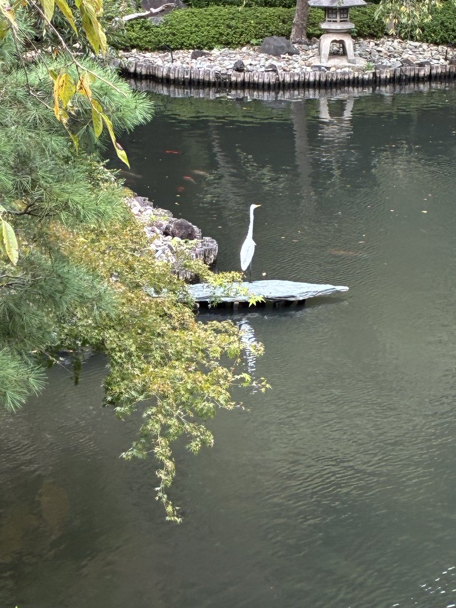 leeayako's tweet photo. 先日、あるパーティーで行った八芳園。お料理はもちろん良かったけれど
日本庭園が素晴らしかった。 https://t.co/Ewk3GqwZGI