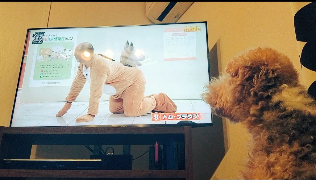 ma_na_ji_ri's tweet image. 我が家のイッヌ、みちおさんのジョンを犬認定し大騒ぎ
#キングオブコント2025
#トムブラウン