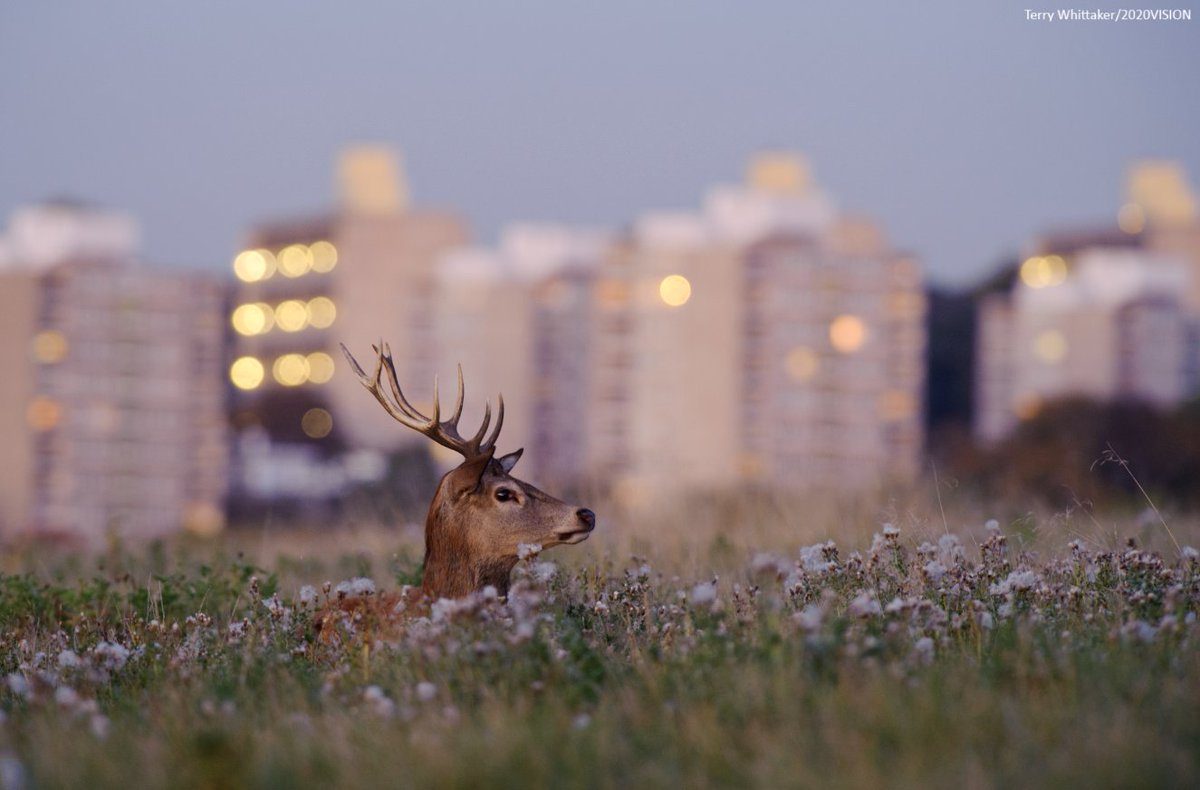 WildlifeTrusts's tweet image. Urban nature is closer than you think! 🌆🌿 

From foxes to peregrines, wildflowers to wagtails, wildlife thrives in our cities. Discover where to spot urban wildlife and join events that connect people with nature 👉 wildlifetrusts.org/where_to_see_u…