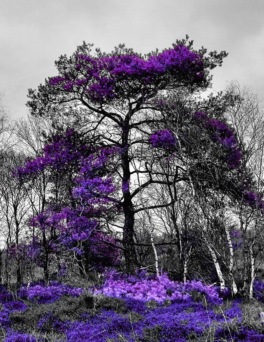 chriz31_07's tweet image. Share your purple photos! 💜 

#PhotographyIsArt  #art  #Tree