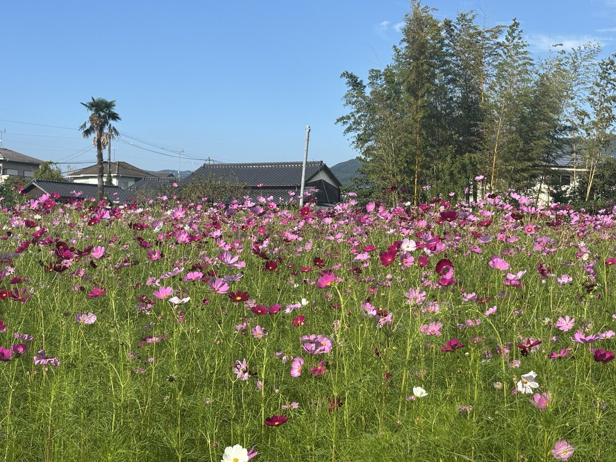 pikochan1102's tweet image. 快晴の休日🌞
早起きをして、小石原『民陶むら祭』に行ってきました☺️🚗

勉強のお供のカップ☕️にも出会えました✨

手作りの品って、ひとつひとつ味があるところが好き🥰

振る舞いの『だご汁』もいただき、秋を満喫してきました☆

#小石原焼
#秋桜
#和モダン
#インテリア
#藁葺き屋根