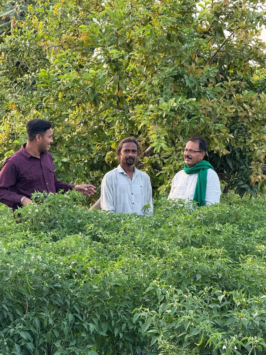 अपने खेतों में मिर्च की फसल का निरीक्षण करते हुए।