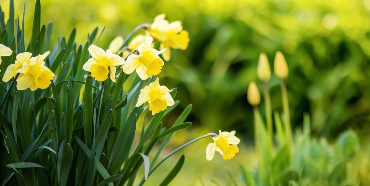 CampbellFerrara's tweet image. Fall Planting Tips: 

Favored for both their delicate beauty and hardiness, bulbs like daffodils, snowdrops and hyacinths can be planted in the late fall for stunning spring blossoms.

CampbellFerrara.com

#landscapelife #landscapetips
