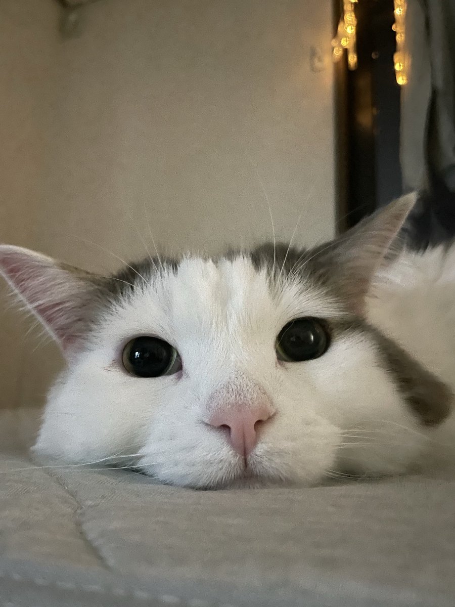 k__k0712's tweet photo. おくち。

(ฅ'ω'ฅ)
(ฅ•ω•ฅ)
(ฅ^•ω•^ฅ) https://t.co/EXYSCxLekB