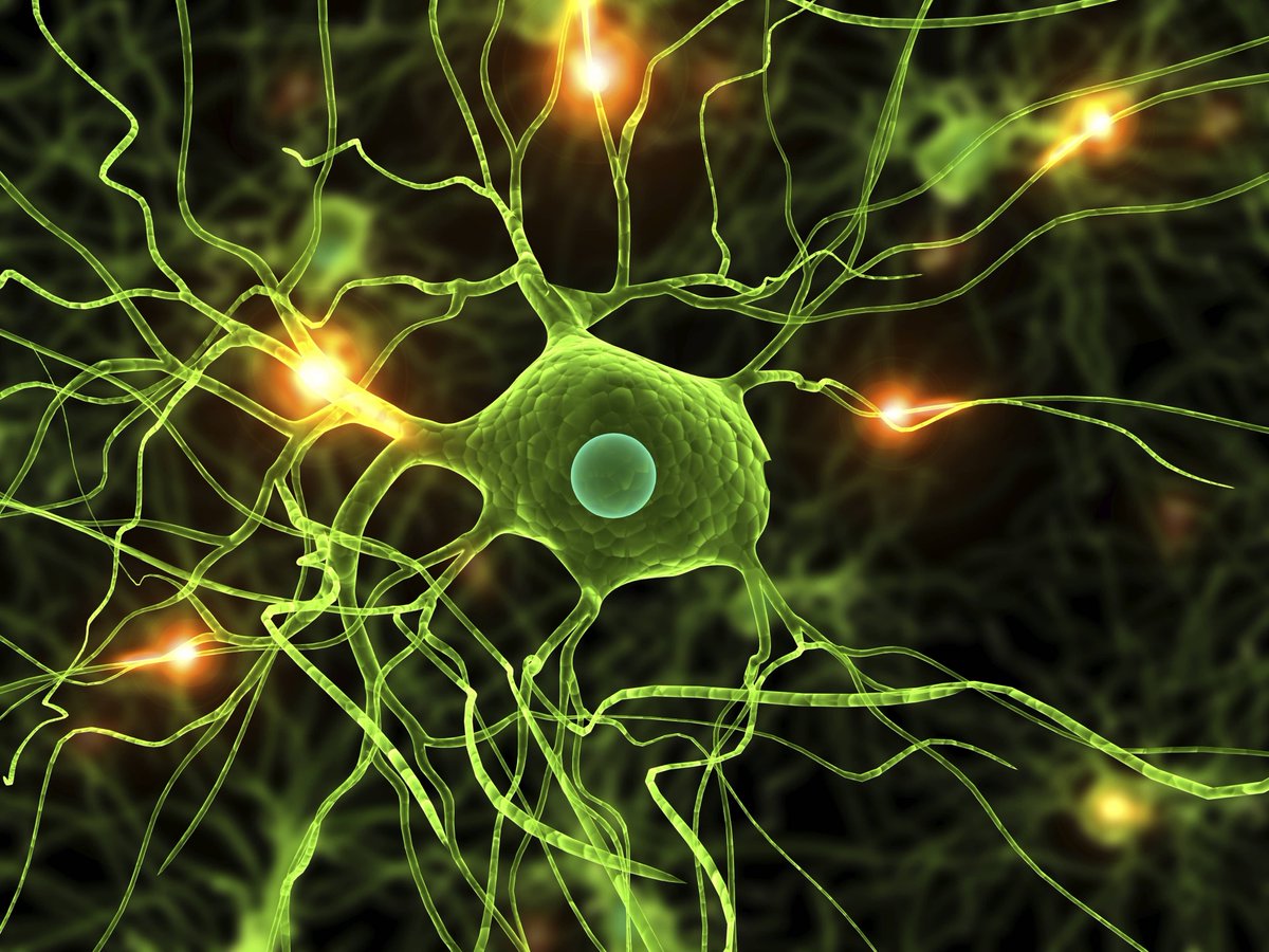 NTFabiano's tweet image. At 100 your brain can grow new neurons.

At 50 your brain can rewire itself.

As you read this your brain is changing.

“Too old to change” is the biggest lie you&apos;ve told yourself.