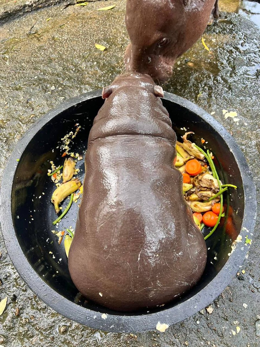 KookCapitalLLC's tweet image. comfy in spot 🤗❣️