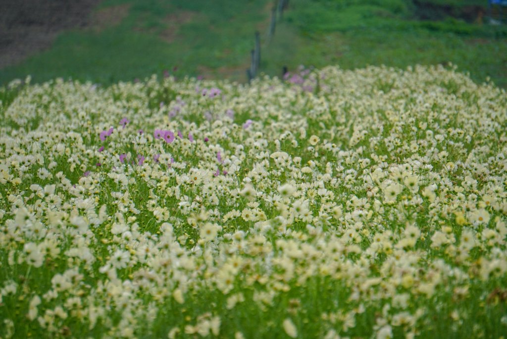 LOVE310338's tweet image. ︎🤍︎🤍🩷🩷︎🤍

また 晴れてる日にも行きたいな...

今日の日も ありがとう💚

また明日ね~🍀.⋆

 #愛知牧場