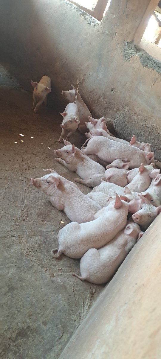 Diggy263's tweet image. The mob with the full tummies...