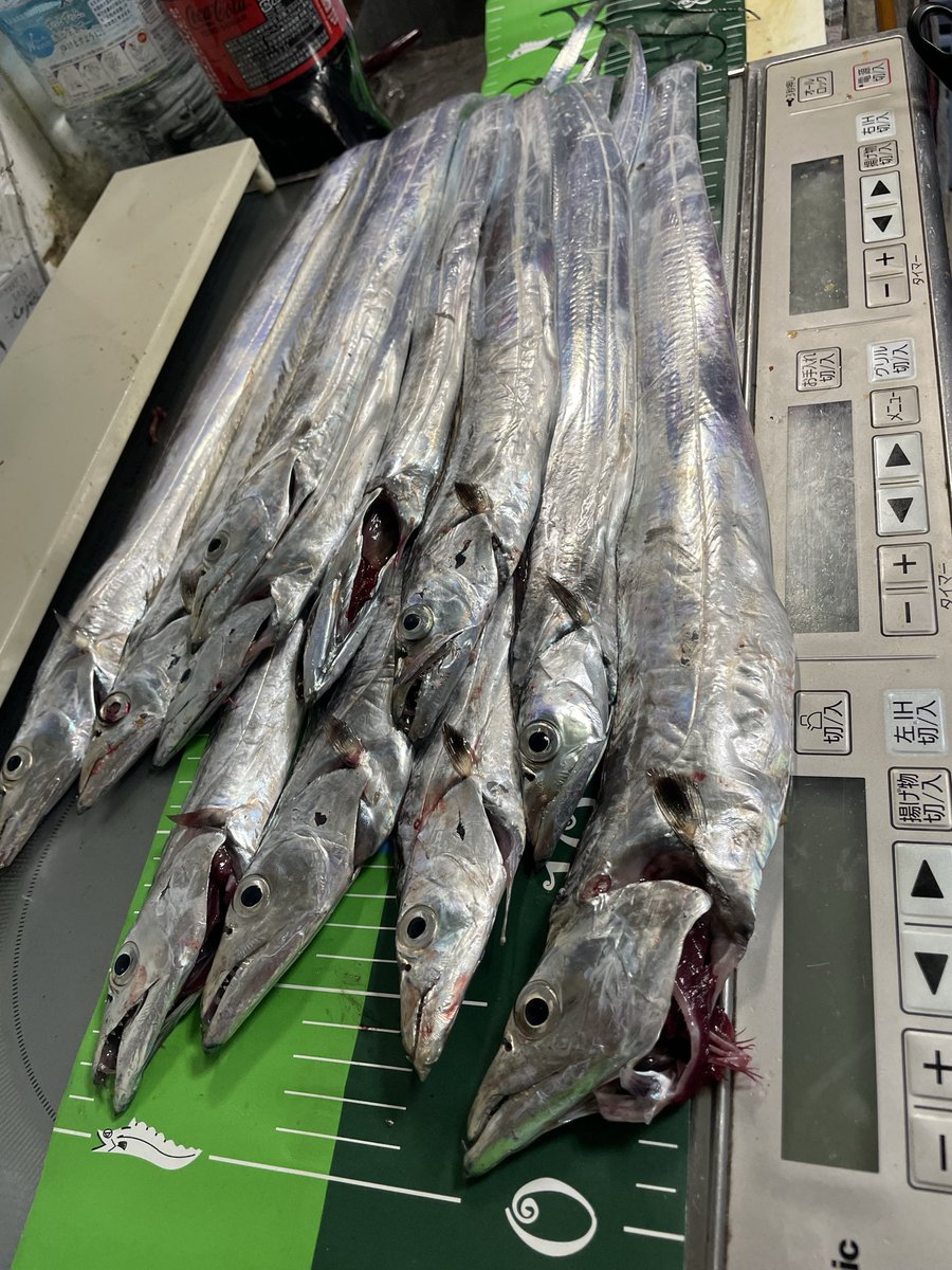 やす (@simoyama1210) on Twitter photo 久しぶりに浮き釣り、テンヤの2本立て!で、釣ったけど、もっと釣りたかった😂捌く事考えたら、これぐらいが、ちょうどいい😊と、言って自分を納得させてます😂
下手くそ満開です😅 久しぶりに浮き釣り、テンヤの2本立て!で、釣ったけど、もっと釣りたかった😂捌く事考えたら、これぐらいが、ちょうどいい😊と、言って自分を納得させてます😂
下手くそ満開です😅