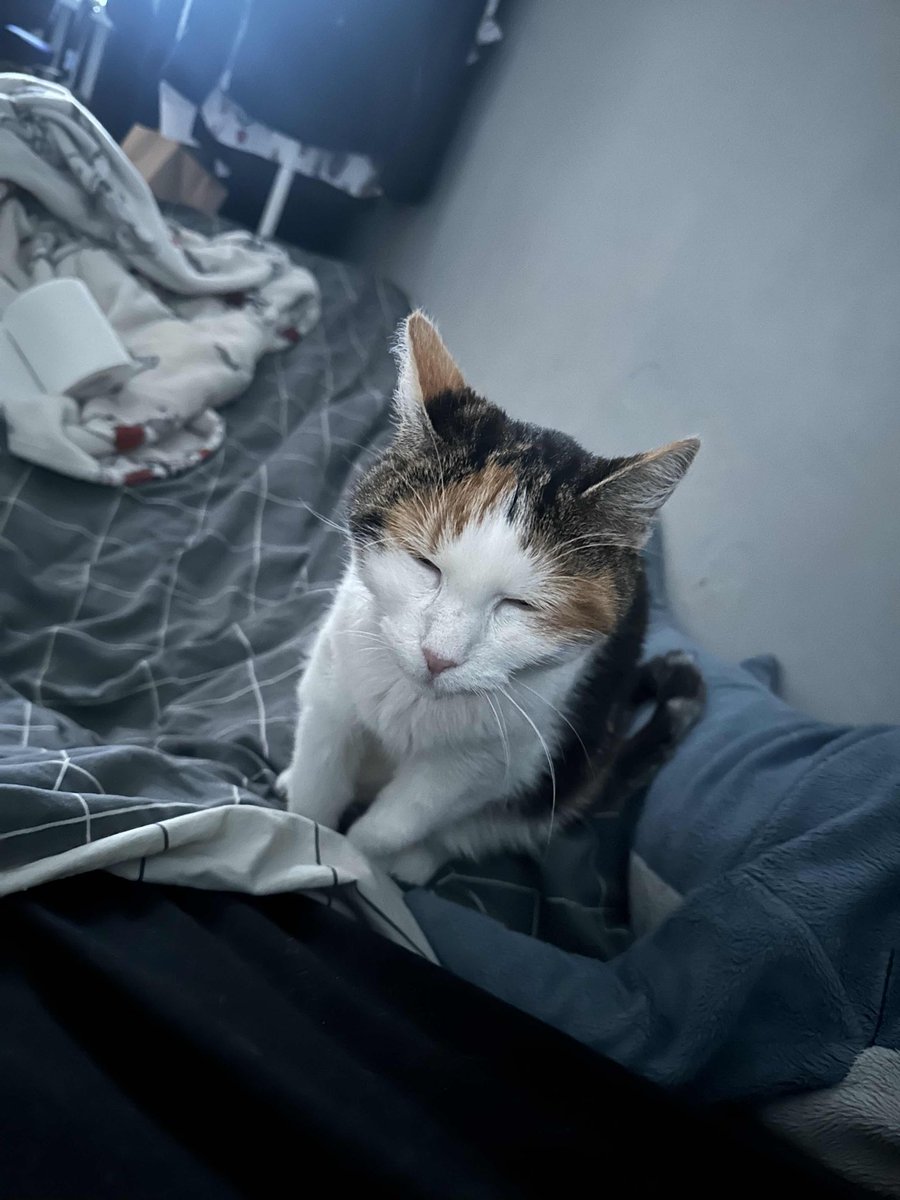 alexisdead_jpg's tweet photo. After a very long battle with IMHA today we needed to say goodbye to my little baby Quila
She was loved the most in the world all the years she was here and she will always be the love of my life. I love you more than anything and I’ll miss you more than anything 
Forever https://t.co/ZsR8w4O00v