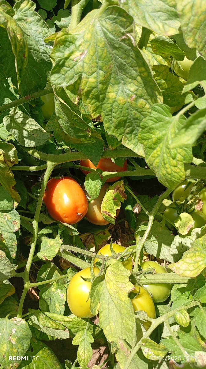 KeagoLydia's tweet photo. @amerix I source and sell tomatoes to businesses in large and small quantities. https://t.co/OUYB6lWTVN
