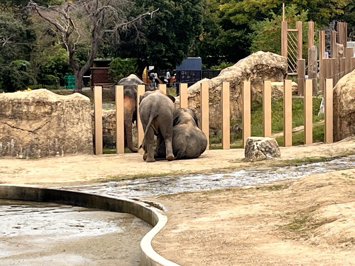 Another69325472's tweet image. ゾウ🐘さんお名前わからず🙇‍♀️
🐯アースはすっかり慣れたようで良かったです🤭
撮った写真は口開けたこんな顔ばかりでした😂

#アジアゾウ #アムールトラ #アース
