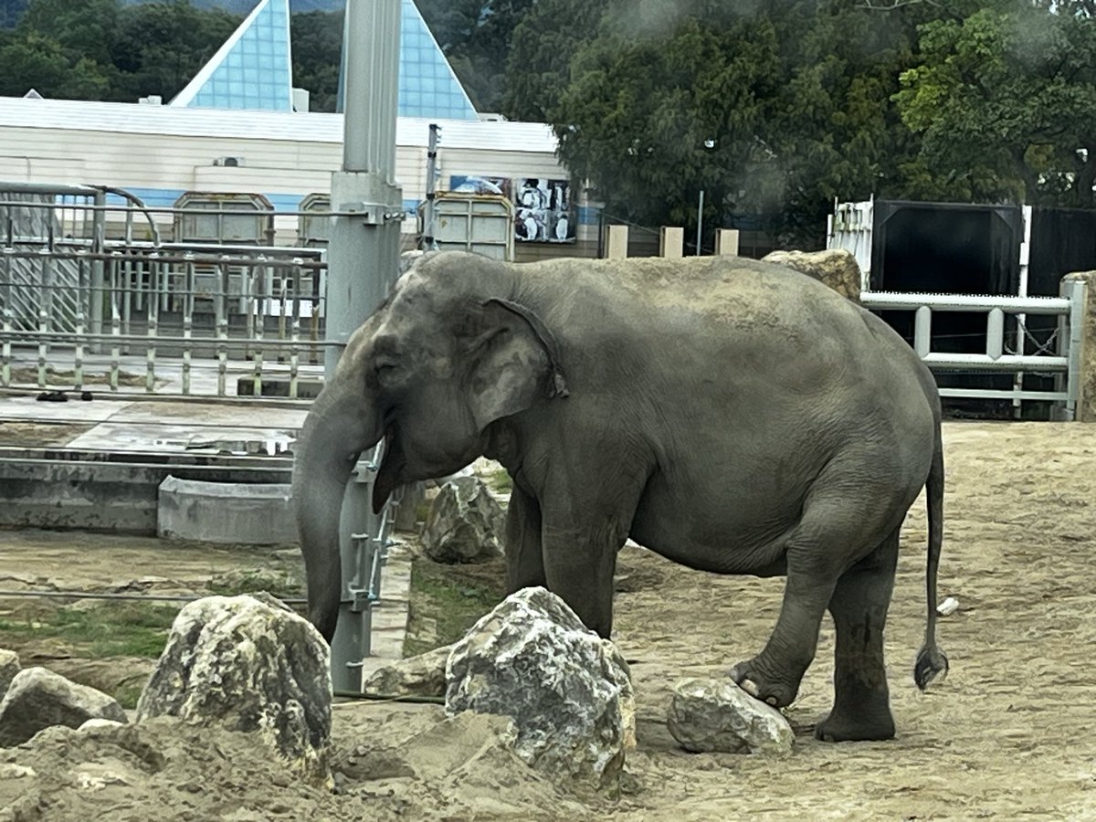 Another69325472's tweet image. ゾウ🐘さんお名前わからず🙇‍♀️
🐯アースはすっかり慣れたようで良かったです🤭
撮った写真は口開けたこんな顔ばかりでした😂

#アジアゾウ #アムールトラ #アース