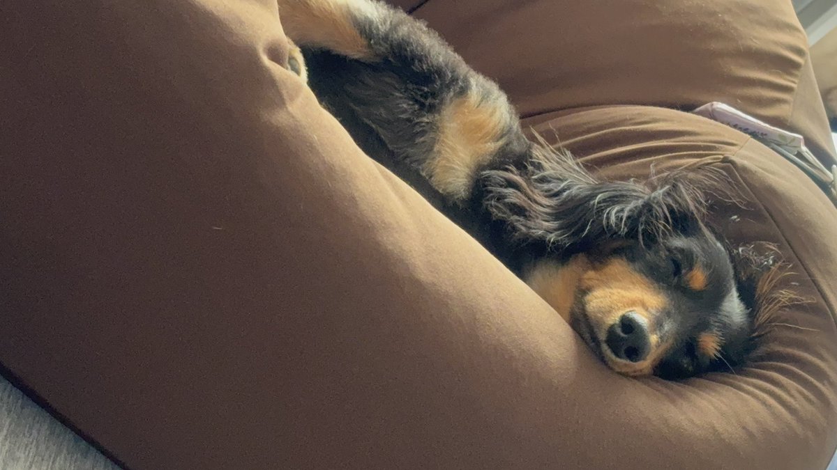 mokamon34's tweet photo. 犬をダメにするクッション⚠️可愛すぎてママもダメになる♡カニンヘダックスフド🐶#ダックスフンド #可愛い犬 #癒し音楽 https://t.co/gYXm9Y0dLW @YouTubeより https://t.co/i0a3Oqv8PJ