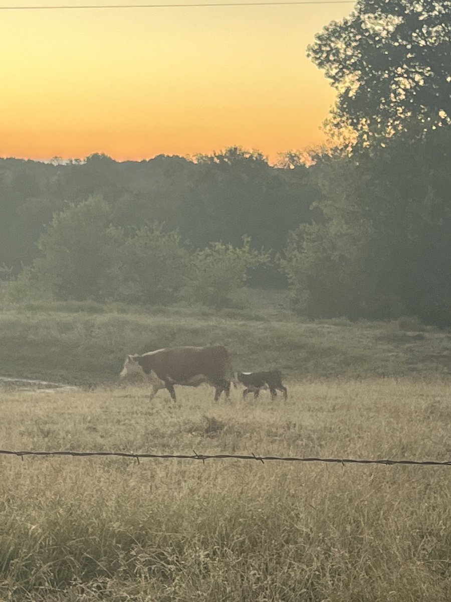 MartyLDicken's tweet image. “Slow down momma, it’s breakfast time”