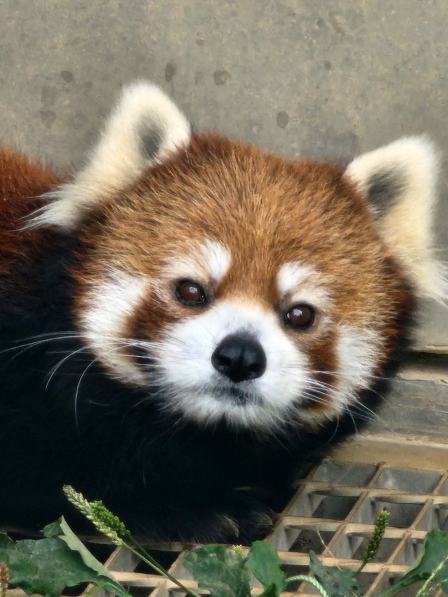 ririsu219_'s tweet image. 今日のムギ(麦)
2025.10.11
#茶臼山動物園