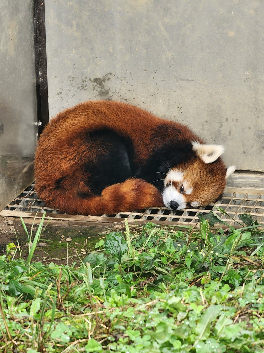 ririsu219_'s tweet image. 今日のムギ(麦)
2025.10.11
#茶臼山動物園